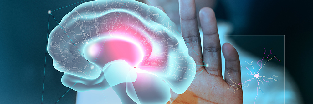 Institut pour la Recherche sur la Moelle Épinière (IRME)